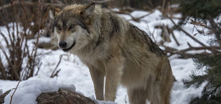 niebezpieczne zwierzeta w hiszpanii