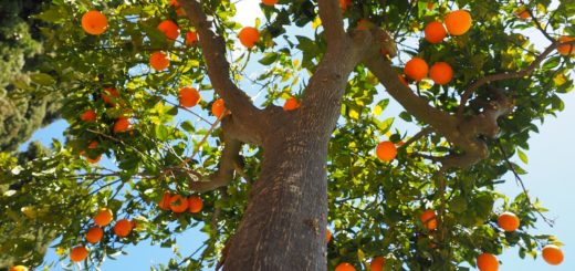 slodkie pomarancze hiszpanskie