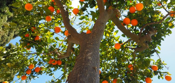 slodkie pomarancze hiszpanskie